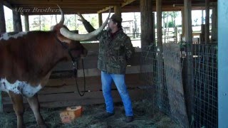 Can You Guess the Horn Length of Bevo XV Candidate Bubba?/The Allen Brothers