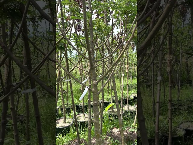 Рябина смешанная Додонг