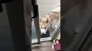 MOMENTOS DIVERTIDOS CON PERROS #6 #dogtricks #doglover #perrosgraciosos