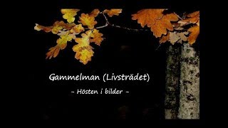 Gammelman + Höstbilder