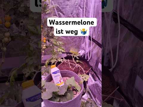 Grow-Zelt-Wassermelone: Ernteerfolg aus Sibirien