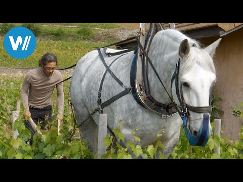 Percheron - The powerhouse with one horsepower (360° - GEO Reportage)