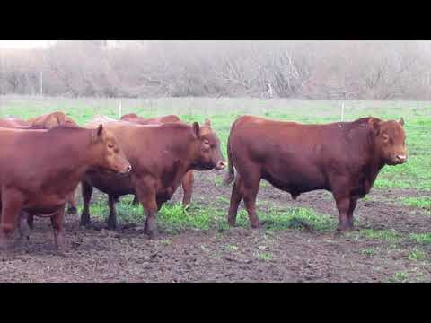 Huaca Curu Machos a la venta 2018