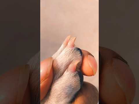 See This Is Incredible 😱 | #lovelybastards #shorts