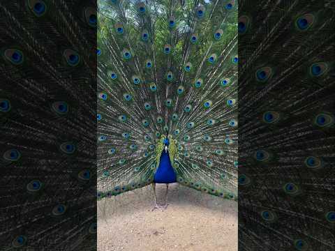 This is Why Peacock's are Awesome 😍🥹