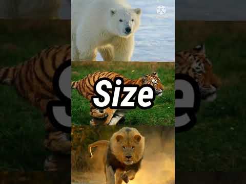 Barbary Lion vs Siberian Tiger vs Polar bear || @Animalfacts972 | Lion vs Bear vs Tiger ||#short