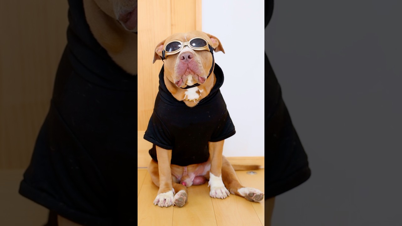 ピットブルのレイちゃんがお着替え！いかついコーデ紹介！【アメリカンピットブル】#shorts