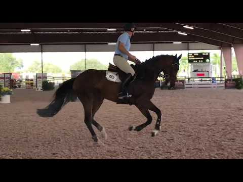 Caja, Jumper for sale, 1.30m Spring IV 2018 SOLD