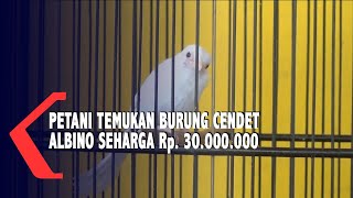 Download lagu Petani Temukan Burung Cendet Albino Seharga Rp. 30.000.000 mp3