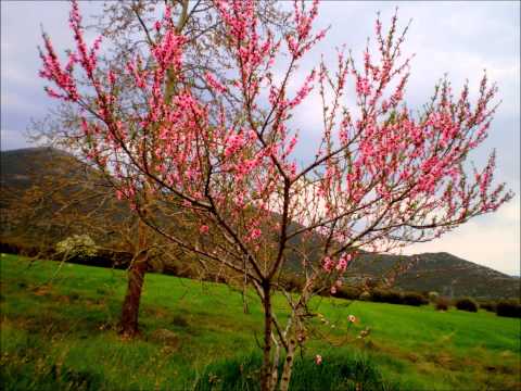 Hersi - One Night's Anger