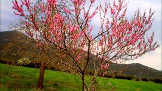 Hersi - One Night's Anger