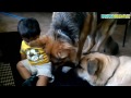 Perros grandes y bebés excelente combinación