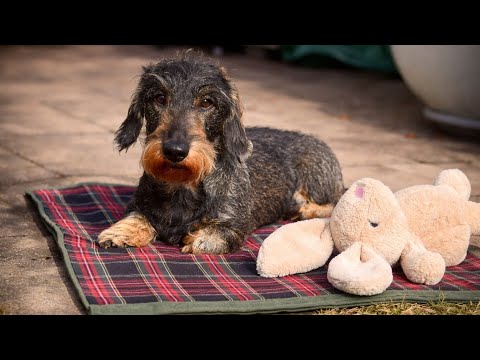 Teddy the Dachshund and the Forgotten Bunny 😂