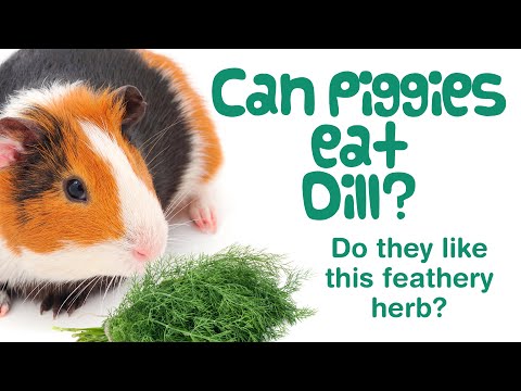 YouTube video about: Can guinea pigs eat aloe vera plants?