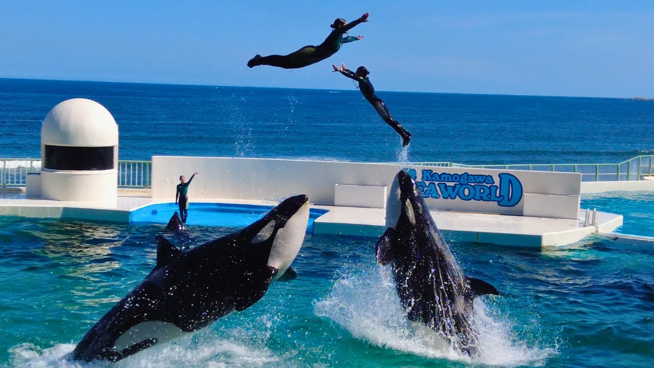 Killer Whale Show 😍 Kamogawa Sea World
