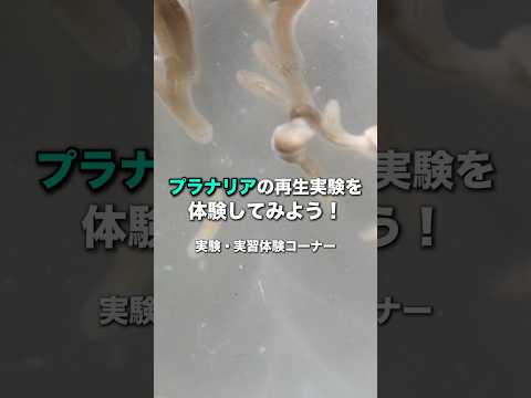 バイオデータサイエンス学科 切っても再生!? プラナリアの驚きの能力を体験しよう！