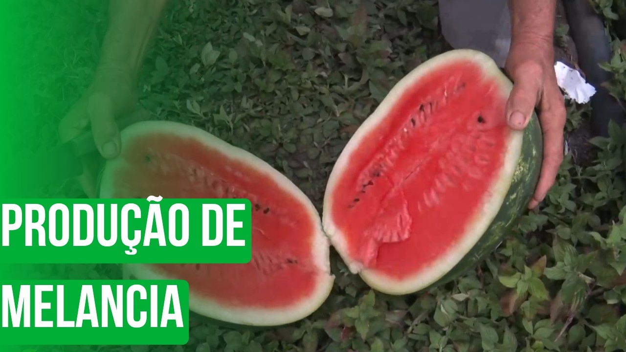 Produção de melancia