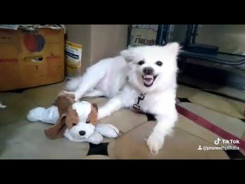 my dog I think is the only person who consistently loves me all the time