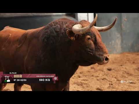 Sorteados los toros de El Pilar para la segunda corrida de toros de la Feria de San Isidro