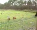 download lagu mp3 mp4 Hundehotel Steinfurt, download lagu Hundehotel Steinfurt gratis, unduh video klip Hundehotel Steinfurt