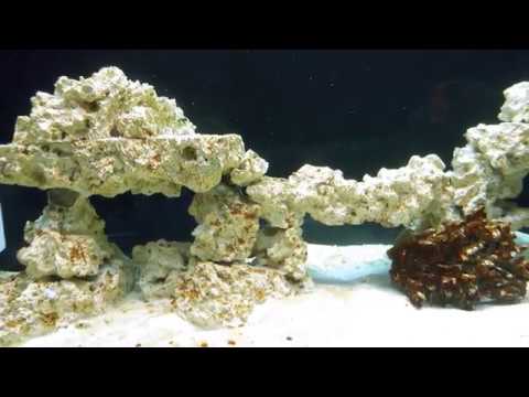 Akwarium morskie Aquael Glossy Marine Reef aquarium #12 Dojrzewanie