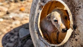 Scared Puppy Couldn't Believe It Was Rescued