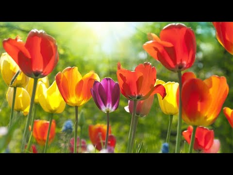 Peaceful Music, Relaxing Music, Instrumental Music, "A Thought of Spring" by Tim Janis