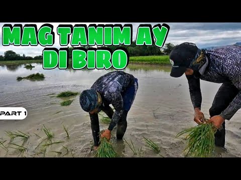 P1-PATANIM NG PALAY - EP1418