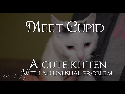 Help Cupid the Kitty, Born with Severe Birth Defects