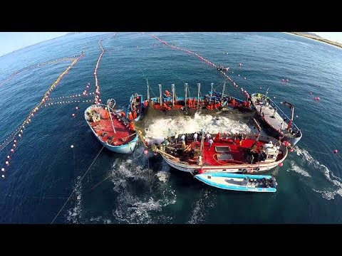 Amazing Big Fish Catching Vessel On The Sea, Big Catch Fishing Process
