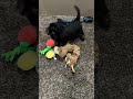 Yorkiepoo dogs for sale: Ruby - Video 1