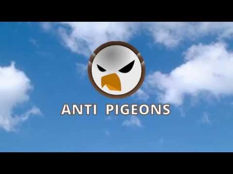 Anti PIGEONS Video