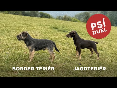 🐶 Psí duel - Border teriér vs Jagdteriér - Tlapka TV