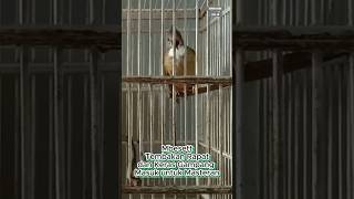 Download lagu Suara Cucak Jenggot Sumatra/Medan Gacor Tembakan Rapat mp3
