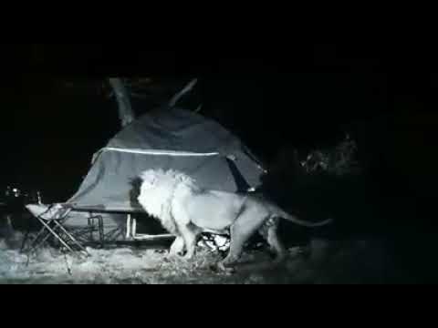 NA AFRICA A EQUIPE DE LARGADOS E PELADOS É ATACADA POR LEÕES