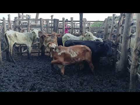 Feira de gado de cariatá itabaiana PB 08/03/26