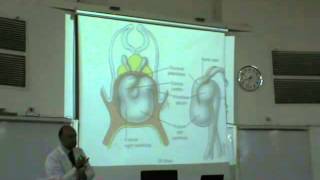 Embryology - Dr Sherif Fahmy -CVS part 1