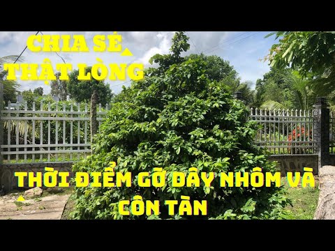 THỜI ĐIỂM GỠ DÂY NHÔM VÀ CÔN TÀN CHO MAI - CHIA SẺ THẬT LÒNG