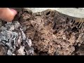 Tree Stump Filled with Termites & Termite Swarmers in Montgomery, NJ