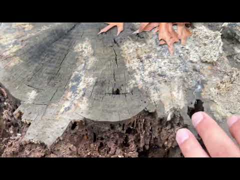 Tree Stump Filled with Termites & Termite Swarmers in Montgomery, NJ