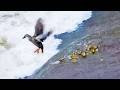 One Missing Duckling In Dangerous Flood Mother Hunts To Reunite Them All ️