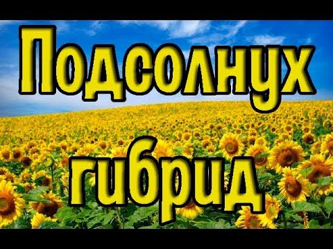 Сколько выделяет гибридный подсолнух?| Взяток 26.07.2017