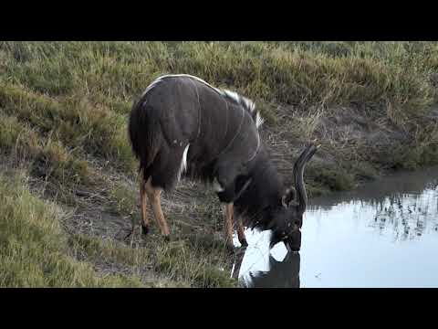 Djuma: Nyala bull 06:40 - 06/05/18