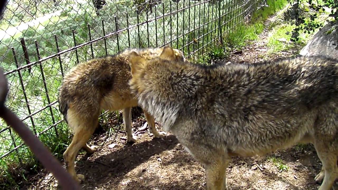 Lobo ibérico, macho alfa marcando a un subordinado