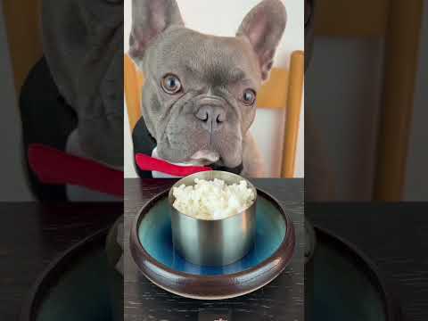 soy el perrito  más guapo  de todo Internet? #viral #perros #perrofeliz #duo