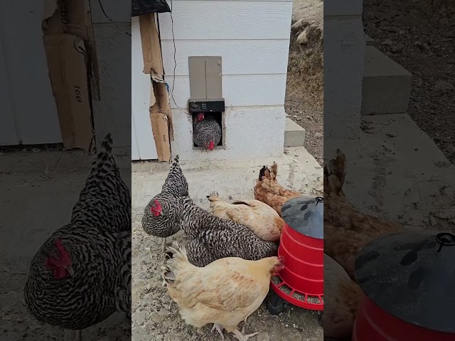 Vídeo relacionado con NEWFUN Puerta Gallinero Automatica, Aleación de Aluminio, Gallinero Automático con Pantalla Grande Resistente al Agua, Temporizador, Protección Inteligente contra Atrapamientos