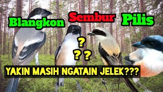Download lagu The Advantages and Disadvantages of the Blangkon, Sembur, and Pilis Cendet | Manok Suguh Dayoh mp3 Download lagu The Advantages and Disadvantages of the Blangkon, Sembur, and Pilis Cendet | Manok Suguh Dayoh mp3
