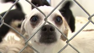 Ventura County rescue in danger of having to euthanize animals if they shut down shelter