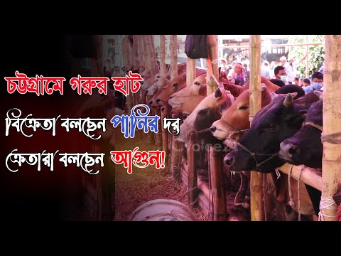 চট্টগ্রামে গরুর হাট: বিক্রেতা বলছেন পানির দর— ক্রেতারা বলছেন আগুন!