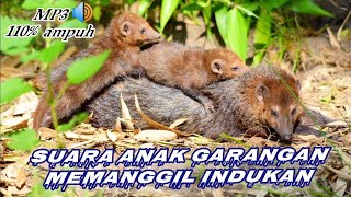 Download lagu Suara anak garangan‼️pikat induk garangan mp3 mp3